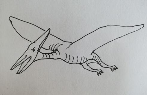 翼龙恐龙化石简笔画图片