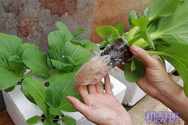 怎么在家水培种植青江菜(步骤图解)9