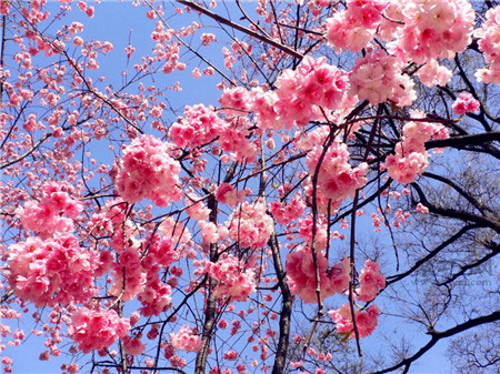 樱花的花语是什么各种樱花花语大全