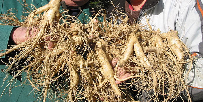 种植人参技术 人工怎么种植人参