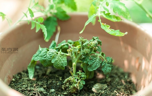 种植番茄教程图解