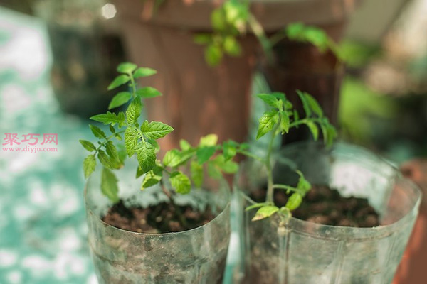 种植番茄教程图解