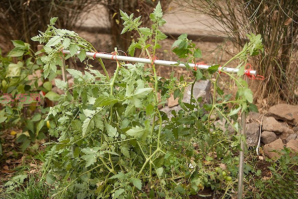 种植番茄教程图解