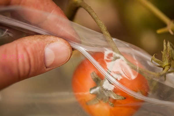 种植番茄教程图解