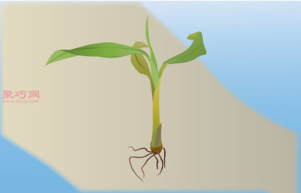 香蕉种植技术 教你家里怎么种植香蕉 3