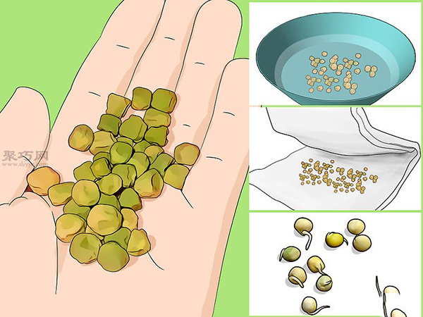 怎样种植豆类和豌豆 6