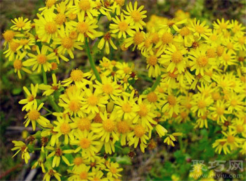 1月2日生日花：野滥缕菊 野滥缕菊花语