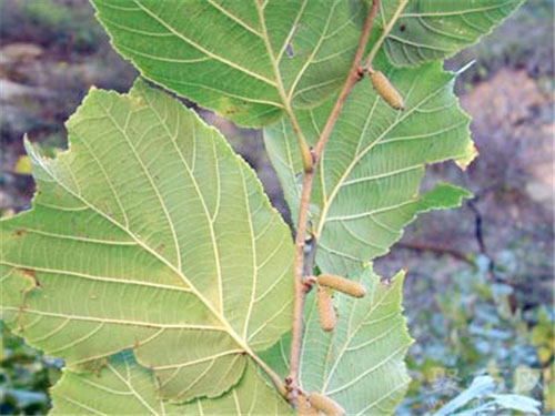 1月4日生日花：榛圣 榛圣花语