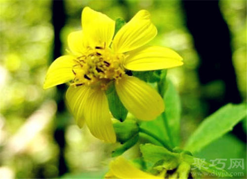 1月5日生日花：熊掌花 熊掌花花语