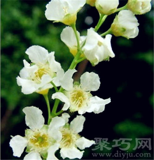 1月7日生日花：葡萄牙月桂 葡萄牙月桂花语