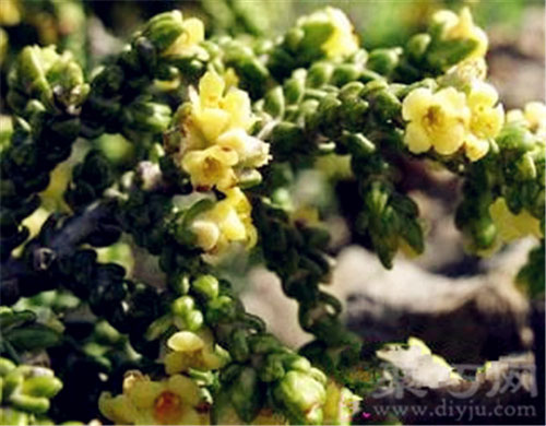 1月8日生日花：黄百里 黄百里花语