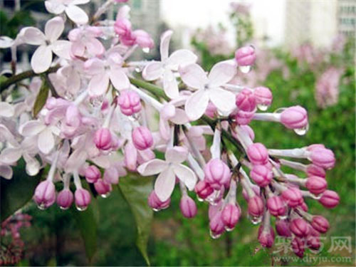 2月10日生日花：丁香花 丁香花花语