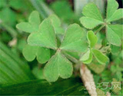 2月12日生日花：沙洲草 沙洲草花语