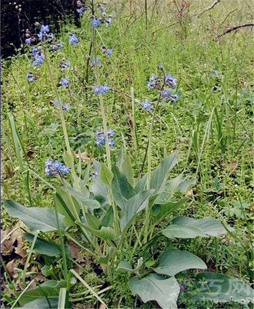 2月20日生日花：大琉璃草 大琉璃草花语