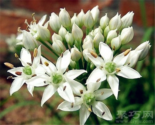 3月1日生日花：韭菜花 韭菜花花语