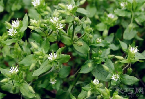 3月4日生日花：繁缕 繁缕花语