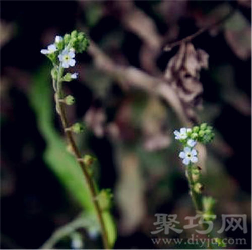 3月10日生日花：弹指婆婆纳 弹指婆婆纳花语