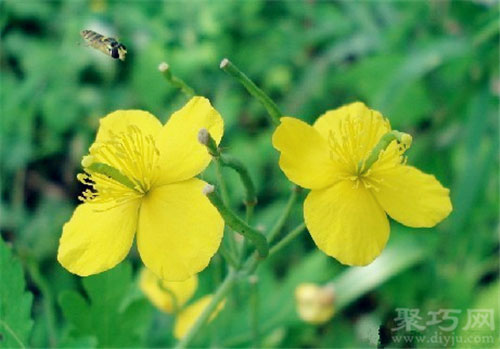 3月22日生日花：白屈菜 白屈菜花语