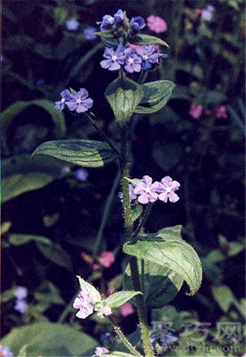 4月3日生日花：绿朱草 绿朱草花语