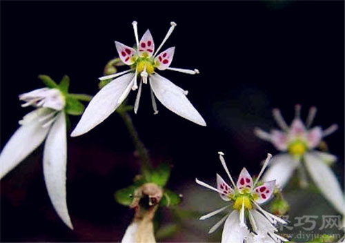 4月12日生日花：虎耳草 虎耳草花语