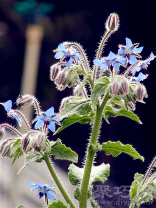 4月14日生日花：琉璃苣 琉璃苣花语