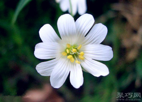 4月15日生日花：繁缕花 繁缕花花语