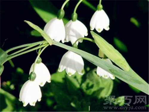 4月20日生日花：雪片莲 雪片莲花语