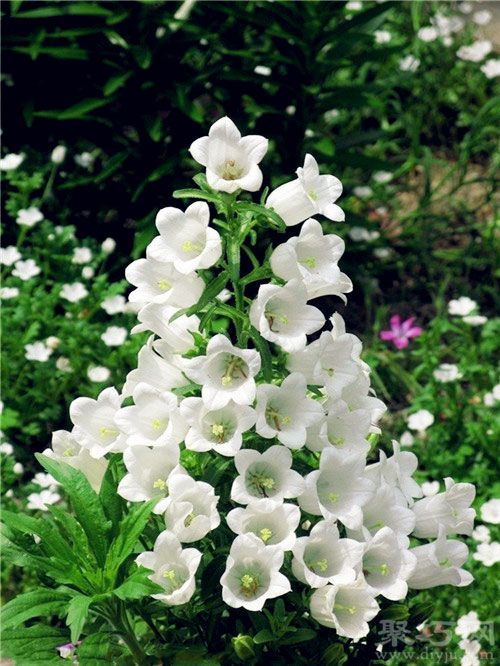 4月23日生日花：风铃草 风铃草花语