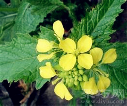 4月26日生日花：兔耳芥菜 兔耳芥菜花语