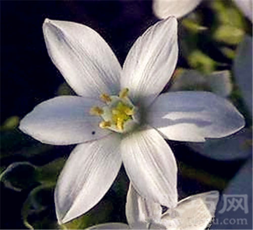 5月16日生日花：大山慈菇 大山慈菇花语