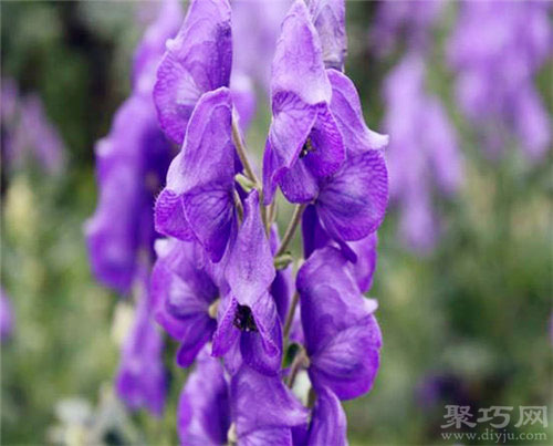 5月19日生日花：附子花 附子花花语