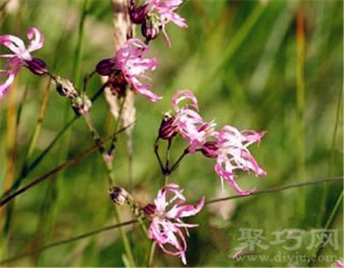 5月21日生日花：知更草 知更草花语