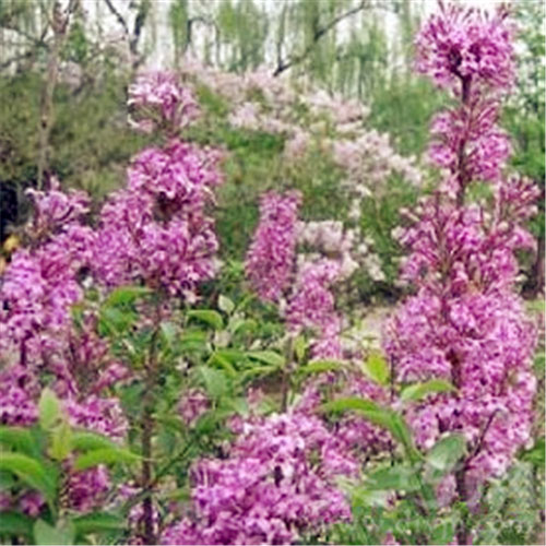 5月23日生日花：洋丁香 洋丁香花语