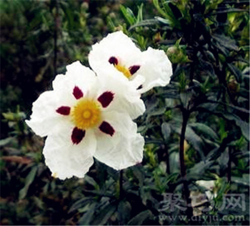 5月30日生日花：岩蔷薇 岩蔷薇花语