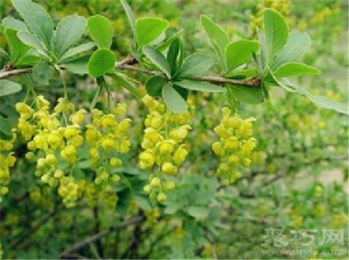 6月9日生日花：小檗 小檗花语