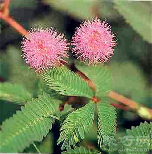 6月15日生日花：含羞草 含羞草花语