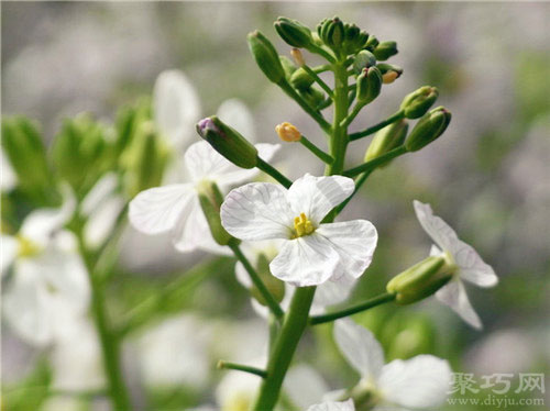 6月19日生日花：萝卜花 萝卜花花语