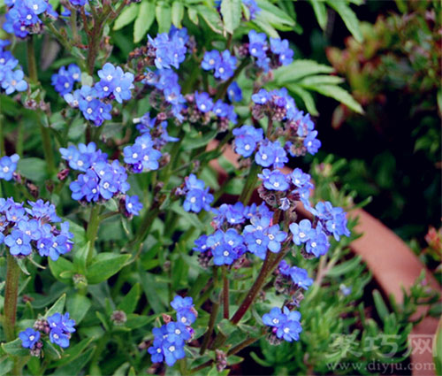 6月21日生日花：牛舌草 牛舌草花语