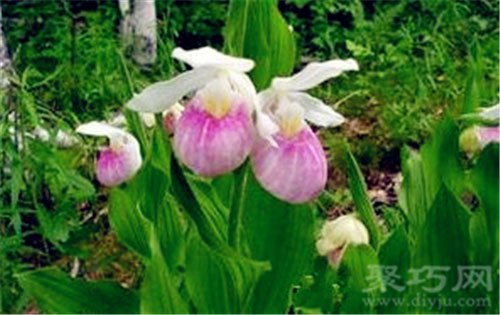 6月23日生日花：仙女鞋 仙女鞋花语