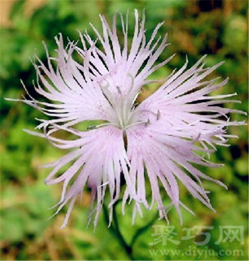 6月25日生日花：美女瞿麦 美女瞿麦花语