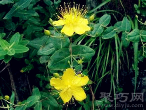 7月1日生日花：西洋龙芽草 西洋龙芽草花语