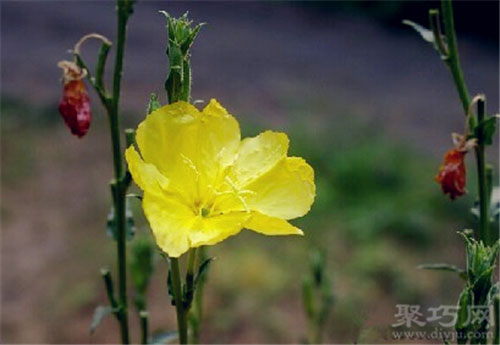 7月8日生日花：待霄草 待霄草花语