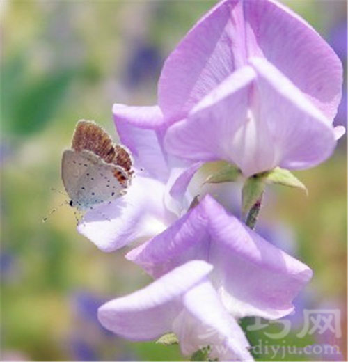 7月17日生日花：香碗豆 香碗豆花语