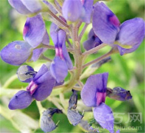 7月24日生日花：窄叶羽扇豆 窄叶羽扇豆花语