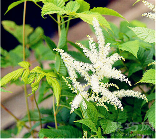 7月25日生日花：累叶升麻 累叶升麻花语