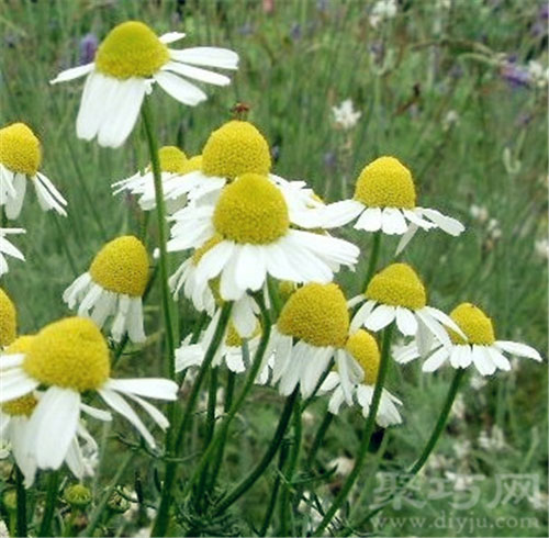 7月26日生日花：德国甘菊 德国甘菊花语