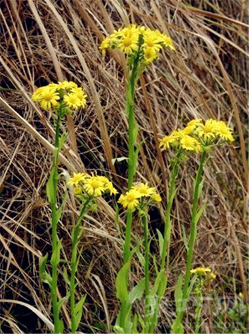 7月28日生日花：狗舌草 狗舌草花语