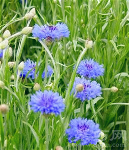 7月29日生日花：矢车菊 矢车菊花语