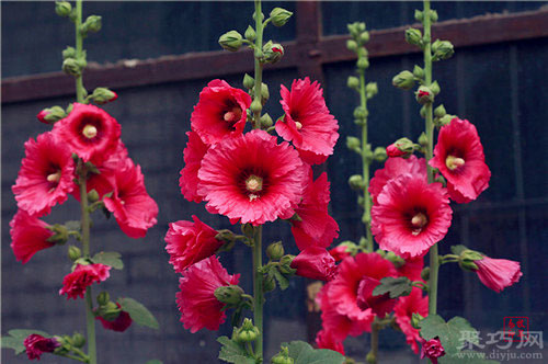 8月3日生日花：蜀葵 蜀葵花语