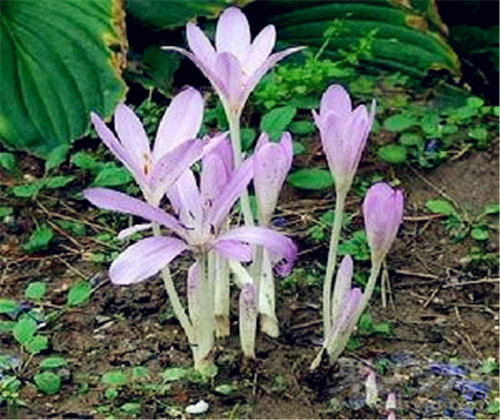 8月6日生日花：秋水仙 秋水仙花语